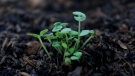 World Soil Day is Dec. 5. (photo: Pexels.com / Crusenho Agus Hennihuno)