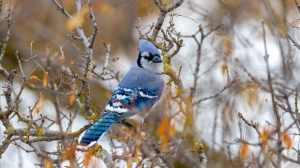 Blue jay out and about in Old St. Vital. Photo by Stu Hughes.