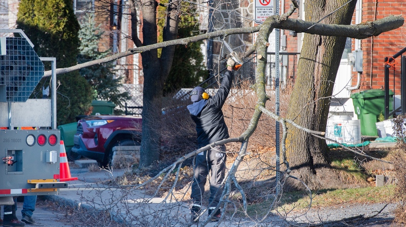 A worker clears branches from a power line in Montreal, Sunday, December 12, 2021, following high winds which left thousands without power. THE CANADIAN PRESS/Graham Hughes