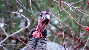 Spotted this Turkey in a tree on Carling Avenue. (Elizabeth DAngelo/CTV Viewer)