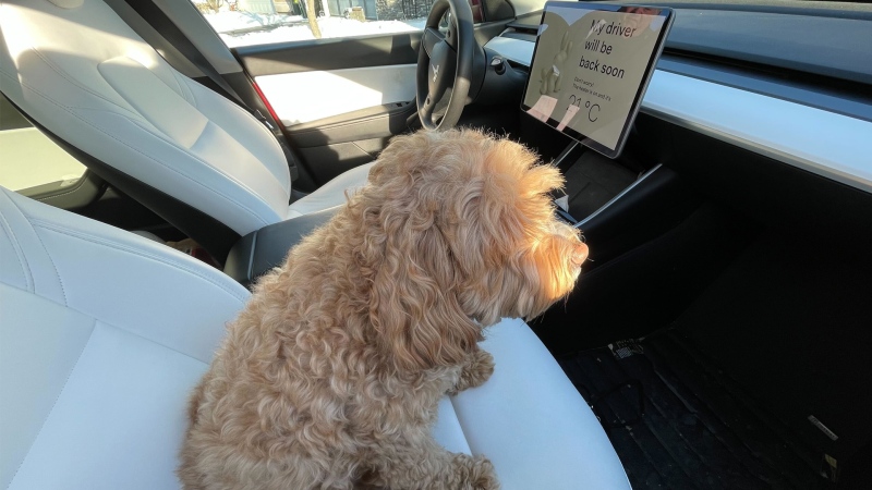 Maggie the Goldendoodle enjoys the pet mode in her electric vehicle. (Credit: Merlin and Louise Badry)