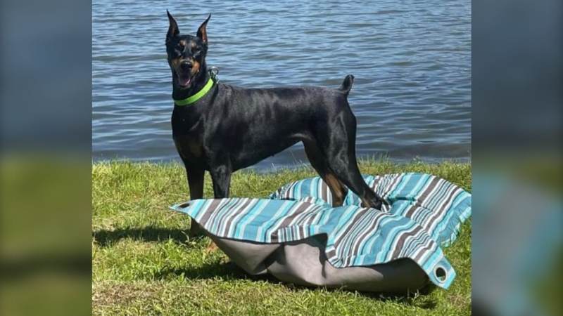 Medicine Hat police say a car was taken from the southeast part of the city Friday morning. Inside the vehicle was Miley, a three-year-old Doberman.