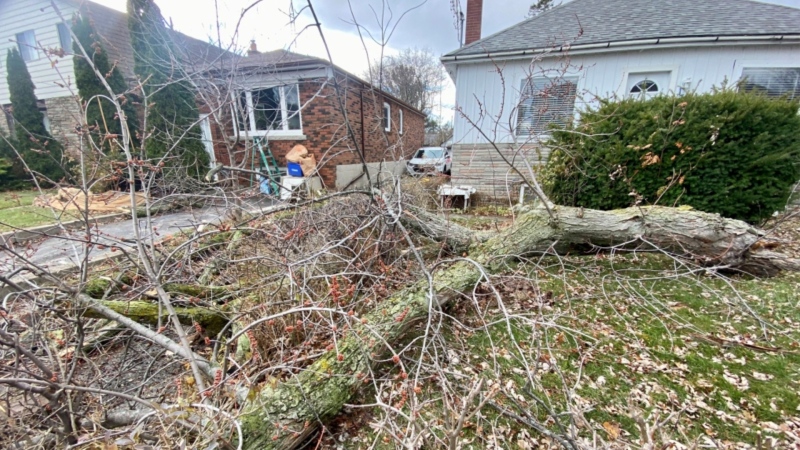 A tree has fallen in Toronto due to powerful wind gusts in the city on Dec.3, 2022. (Francis Gibbs/CTV News Toronto)
