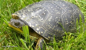 A construction company in North Bay has been fined $200,000 for causing damage to a Blandings Turtle habitat in 2018. The turtle is a threatened species in Ontario. (File)