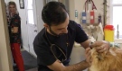 Dr. Haris Aziz arrived in Canada just more than a month ago and has joined the team at the Callander Animal Hospital. A native of Pakistan, Aziz said he came here for the quality of life. (Photo from video)