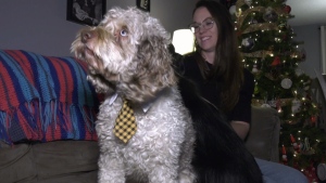 CTV National News: Alta. pet becomes ‘office dog’