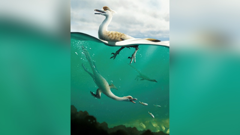 An artist's life reconstruction of the bird-like Cretaceous Period dinosaur Natovenator polydontus, which boasted a streamlined body resembling those of diving birds and lived about 72 million years ago in what is now the Gobi Desert of Mongolia. (Yusik Choi/Handout/Reuters)
