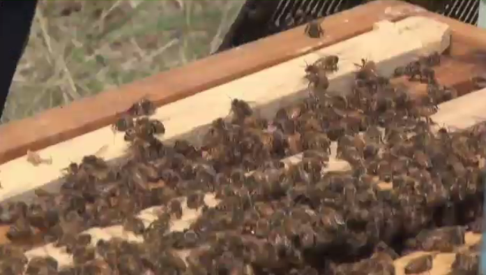 Podolski Honey Farms in Ethelbert, Man. saw 90 per cent of their bee population die over winter, meaning the apiary had to focus on rebuilding rather than honey production. (Source: Podoloski Honey arms)