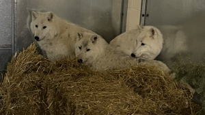 The three sisters Nuna, Anori and Inneq arrived in Saskatoon from the Toronto Zoo last week, according to a news release from the City of Saskatoon.