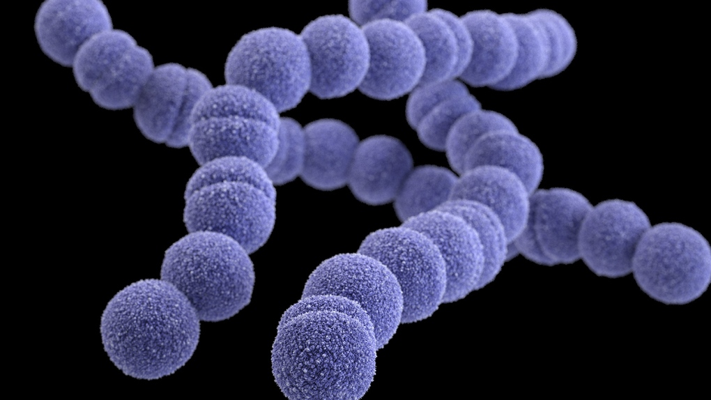 Group A Streptococcus