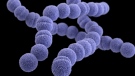 Group A Streptococcus infections are rising in the U.K. (CNN-CDC)