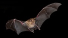 RIT scientists studied how the viral spike proteins in several SARS-CoV-2 variants interact with the host cell receptors known as ACE2 in both humans and various bats of genus Rhinolophus, pictured here. The study indicates COVID-19 is still highly transmissible between mammals. (Carl Allen / Shutterstock)