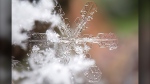 Viewer Blair captured this shot of a snowflake near Lethbridge on Dec. 5.