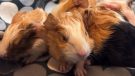Guinea pig pups born at Guelph Humane Society (Instagram/Guelph Humane Society)