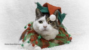 My lovely feline buddy Isabel all dressed up and ready for Christmas! (Cindy Eastwood/CTV Viewer)
