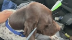Graphic: Dog shot through head with arrow survives
