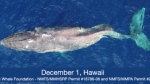 On Dec. 1, 2022, the Pacific Whale Foundation in Hawaii documented a humpback with a severely deformed spine. The group was able to identify the animal as Moon. (Pacific Whale Foundation)