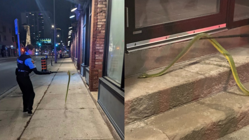 Images of the green tree python that "slithered out" of an accused's jacket during an arrest. (Hamilton Police Service)