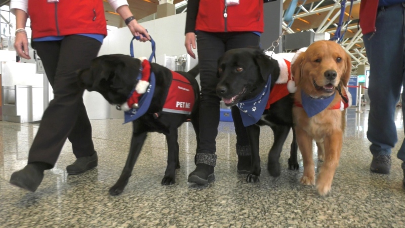 The four-legged members of the Pre-Board Pals will help take some of the stress out of holiday travel at YYC Calgary International Airport.