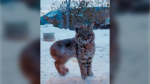 Videos showing a baby bobcat outside a B.C. home earlier this week have since gone viral on social media — racking up a million views and thousands of "likes" on both Instagram and TikTok. Photo: Naomi Miller