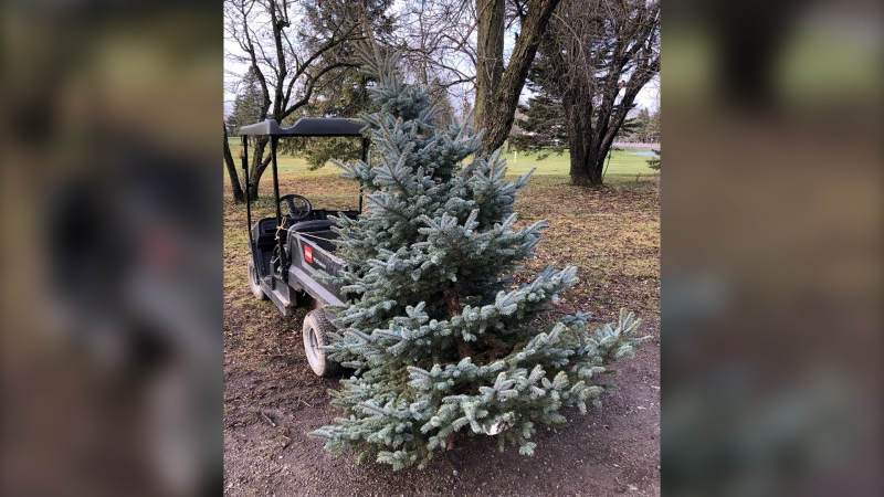 Someone tried to steal this spruce tree from the Prescott Golf Club. They didn't get very far. (Nate Vandermeer/CTV News Ottawa)