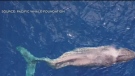 B.C. humpback whale crippled by vessel strike