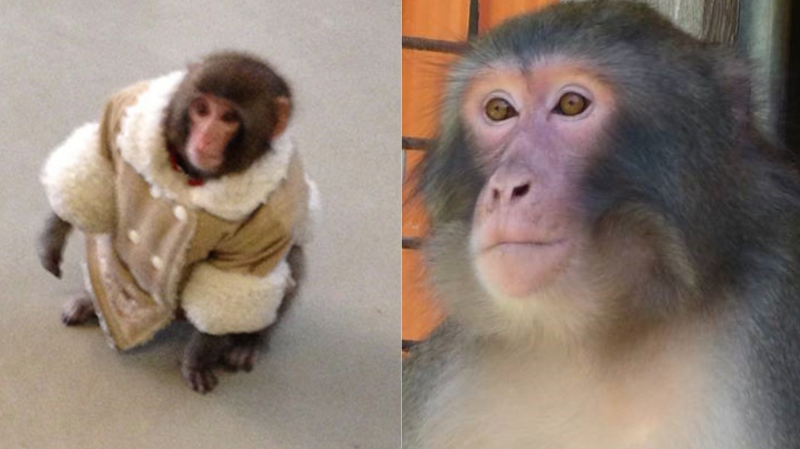Darwin seen in an Ikea wearing a winter coat and a diaper in 2012 (Bronwyn Page) and at Story Book Farm Primate Sanctuary in 2022 (Supplied). 
