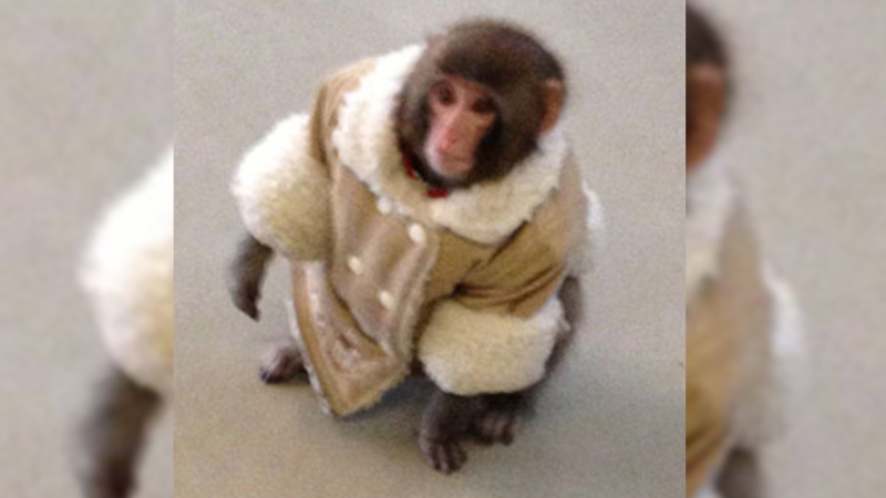  10th anniversary of IKEA monkey 