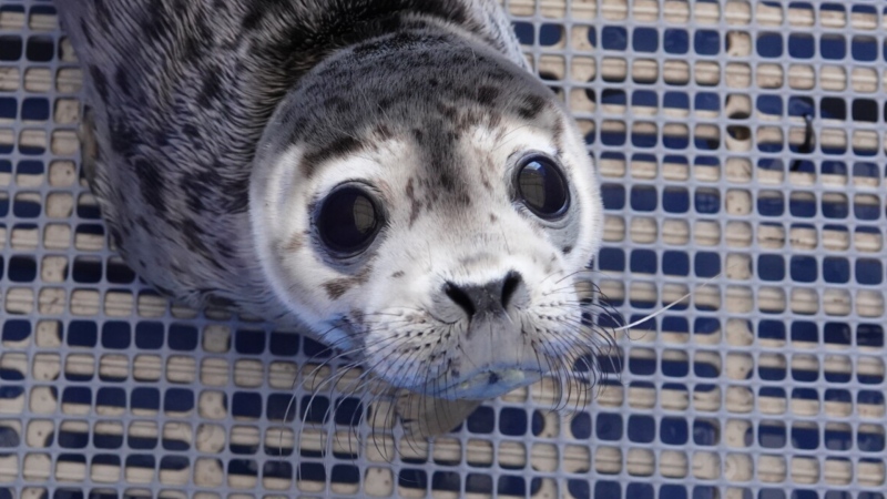 Bleached Brunette, pictured here, is one of six harbour seals being released back into the wild from the Vancouver Aquarium's Marine Mammal Rescue Centre on Dec. 9. 