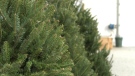 Supply chain issues that affected last year's Christmas trees have been resolved, but other challenges persist.