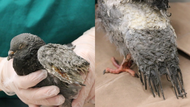 Images of the pigeon with scorched eyes and singed feathers, following an explosion under the Bathurst Street bridge in November. (Toronto Wildlife Centre)