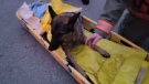 Carl, the dog, was rescued form the Elora Gorge after falling 50 feet. (OPP)