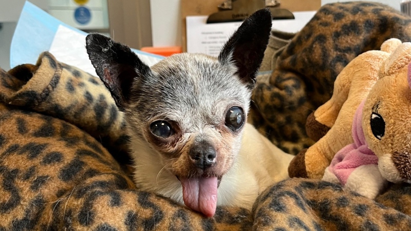 Delilah the Chihuahua is seen in an image shared by the B.C. SPCA on Facebook.
