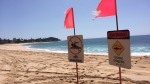 Signs warning of a shark sighting are posted at Makaha Beach Park in Waianae, Hawaii, Thursday, Oct. 29, 2015. (AP Photo/Audrey McAvoy) 