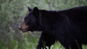 A black bear is seen near Lake Louise, Alberta, June, 2020. THE CANADIAN PRESS/Jonathan Hayward