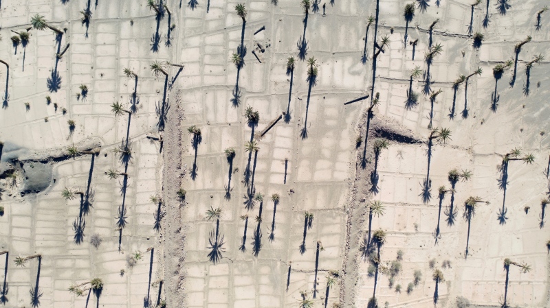 An aerial view of dead palm trees in the Nkob town, near Zagora, Morocco, Monday, Nov. 28, 2022. (AP Photo/Mosa'ab Elshamy) 