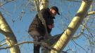 During an interview with CTV News Edmonton, Red Deer resident David Meredith re-climbed the tree he hid in after encountering a moose while on a walk.