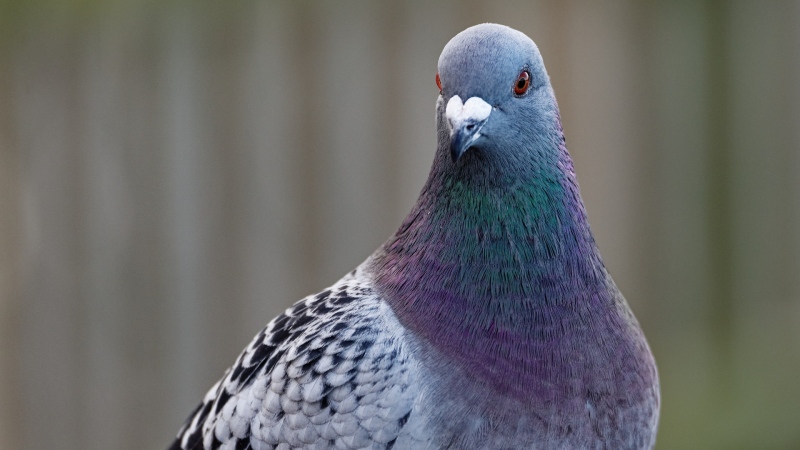 A pigeon is seen in this file photo. (Shutterstock.com)