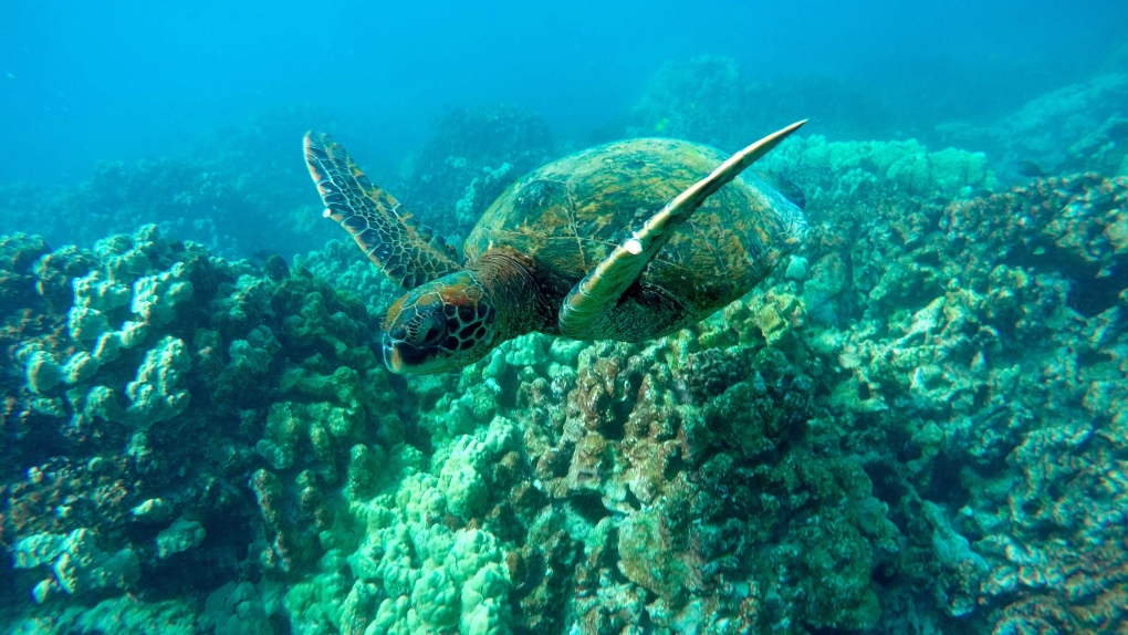 Sea turtles eating plastic