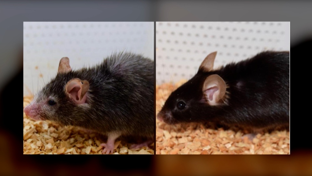 Mice from aging study