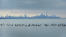 Birds swim in the waters of Lake Ontario as the Toronto skyline looms in the background in Mississauga, Ont., Thursday, Jan. 24, 2019. THE CANADIAN PRESS/Nathan Denette