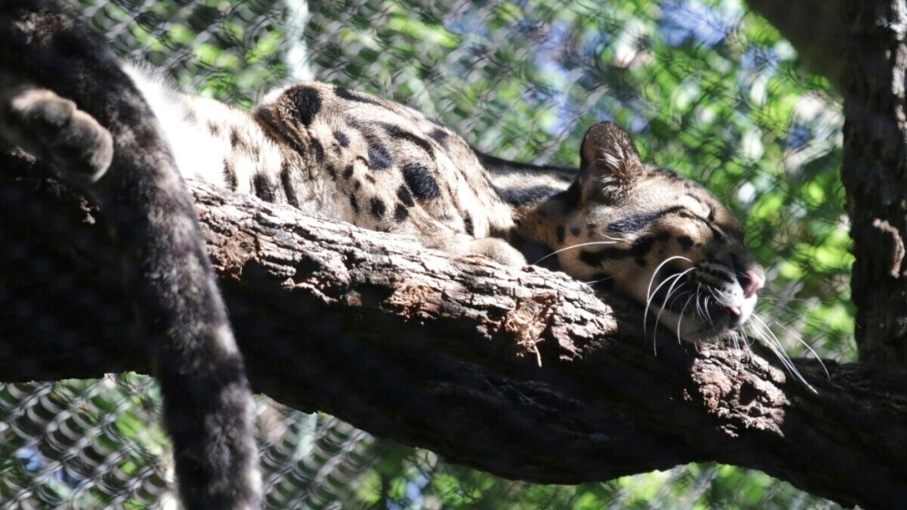 Dallas Zoo leopard