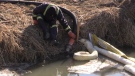 Cleanup of creek on edge of Seaforth following Hydro One mineral oil spill-taken today in Seaforth (Scott Miller/CTV News London)