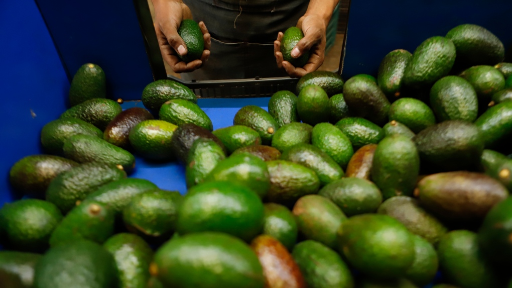 A worker selects avocados in Uruapan, Mexico