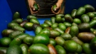 A worker selects avocados at a packing plant in Uruapan, Michoacan state, Mexico, Wednesday, Feb. 16, 2022. (AP Photo/Armando Solis, File)