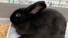 A rabbit up for adoption at the Windsor-Essex County Humane Society in Windsor, Ont. on Saturday, Jan. 21, 2023. (Chris Campbell/CTV News Windsor)