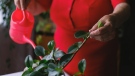 Gardening expert Owen Reeves shares his tips on how to avoid overwatering houseplants, and keeping them healthy and stronger for longer. (Pexels)