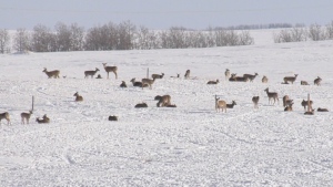 The sprawling herd at Iver Johnson's farm east of Dundurn, Sask. are showing no signs of leaving. Taking to a spoiled grain pile near his home, more and more deer are seen roaming the area every day.