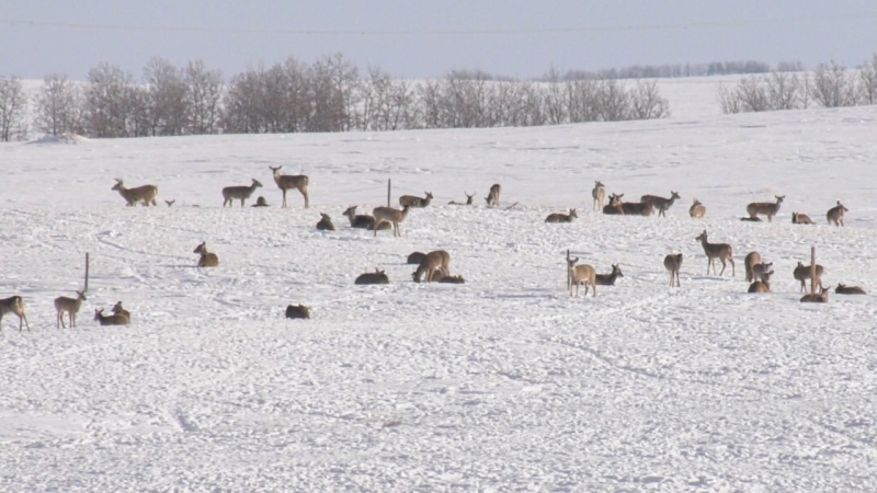 Hundreds of deer descended on a Sask. farmer's property. Then the coyotes came.