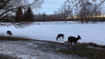Viewer Marni captured this shot of three deer in Carburn Park in southeast Calgary.